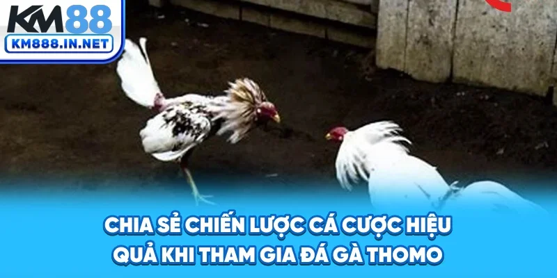 Chia sẻ chiến lược cá cược hiệu quả khi tham gia Đá Gà Thomo