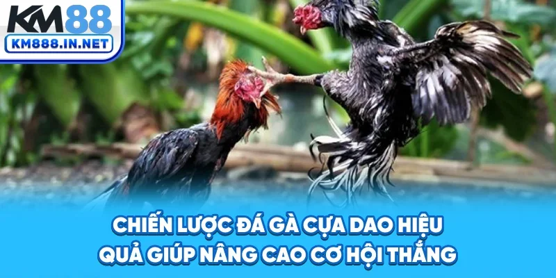 Chiến lược đá gà cựa dao hiệu quả giúp nâng cao cơ hội thắng