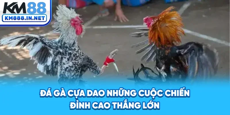 Đá Gà Cựa Dao - Những Cuộc Chiến Đỉnh Cao, Thắng Lớn