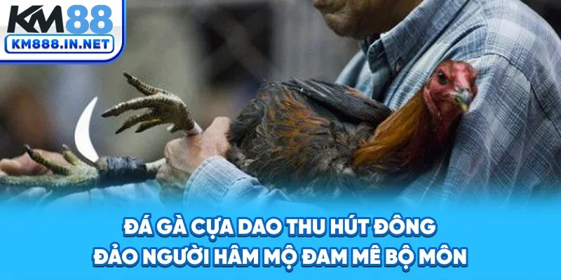 Đá gà cựa dao thu hút đông đảo người hâm mộ đam mê bộ môn