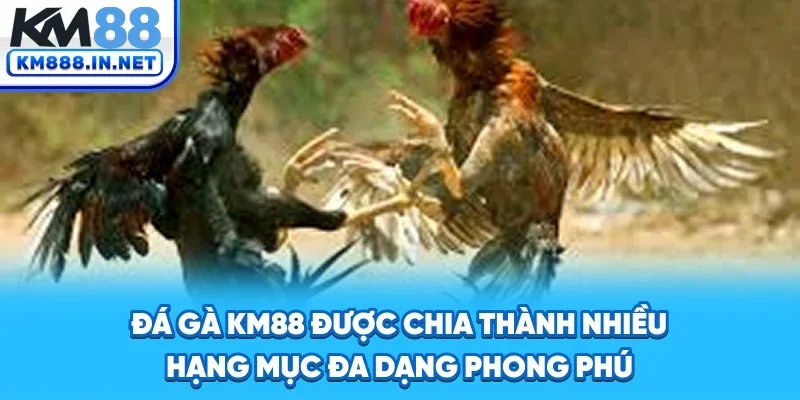 Đá gà KM88 được chia thành nhiều hạng mục đa dạng, phong phú