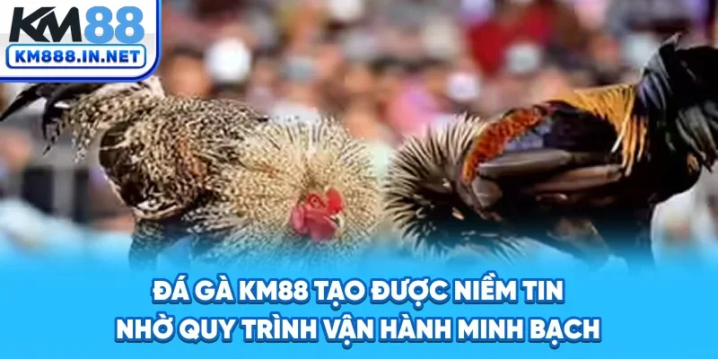 Đá gà KM88 tạo được niềm tin nhờ quy trình vận hành minh bạch