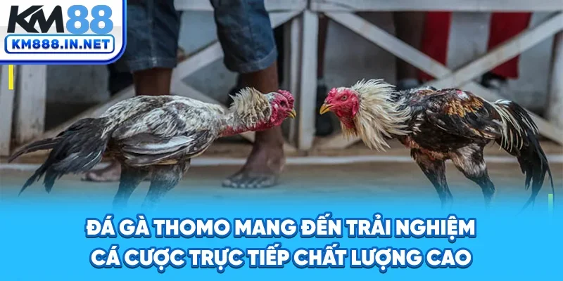 Trải nghiệm cược gà trực tuyến chất lượng cao
