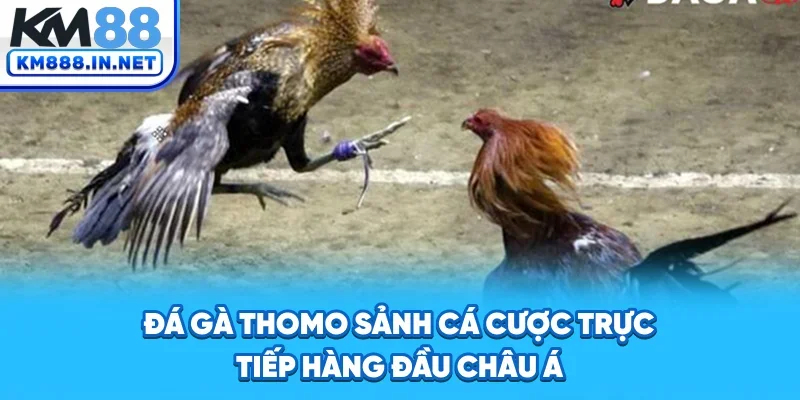 Đá Gà Thomo - Sảnh Cá Cược Trực Tiếp Hàng Đầu Châu Á