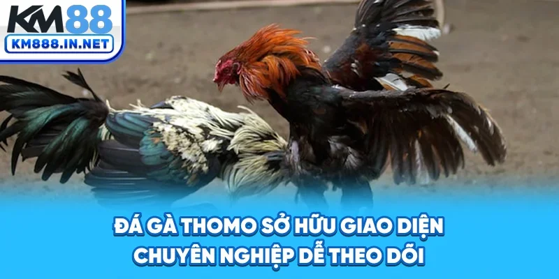 Đá Gà Thomo sở hữu giao diện chuyên nghiệp, dễ theo dõi