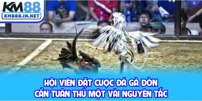 Hội viên đặt cược đá gà đòn cần tuân thủ một vài nguyên tắc