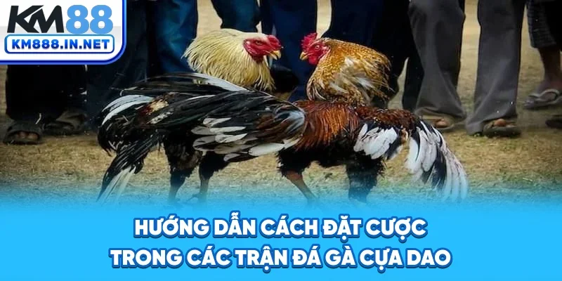 Hướng dẫn cách đặt cược trong các trận đá gà cựa dao