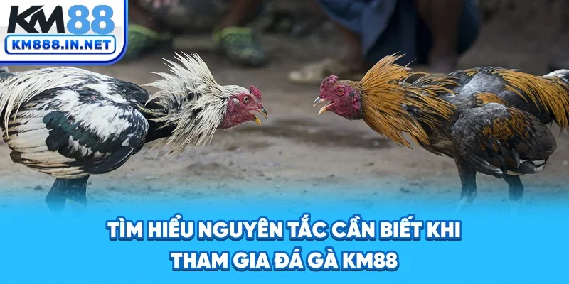 Tìm hiểu nguyên tắc cần biết khi tham gia đá gà KM88